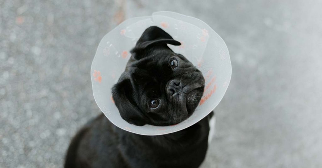 bulldog with dog cone