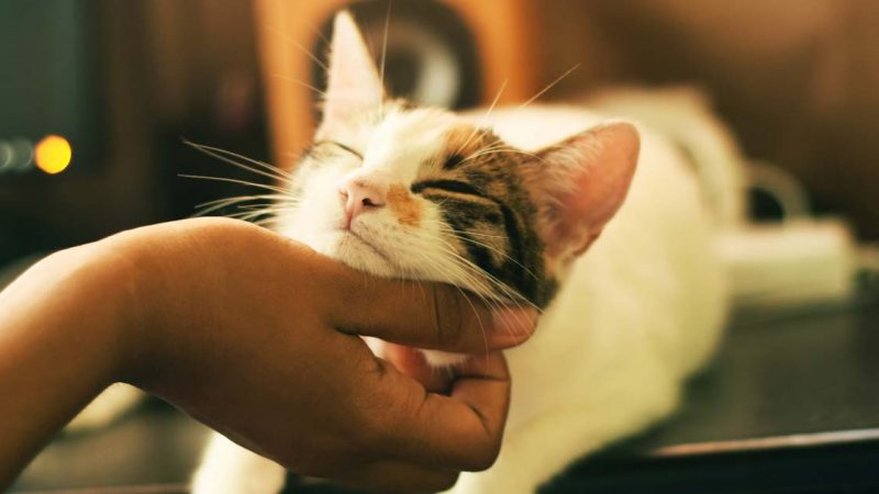 cuddling a cat